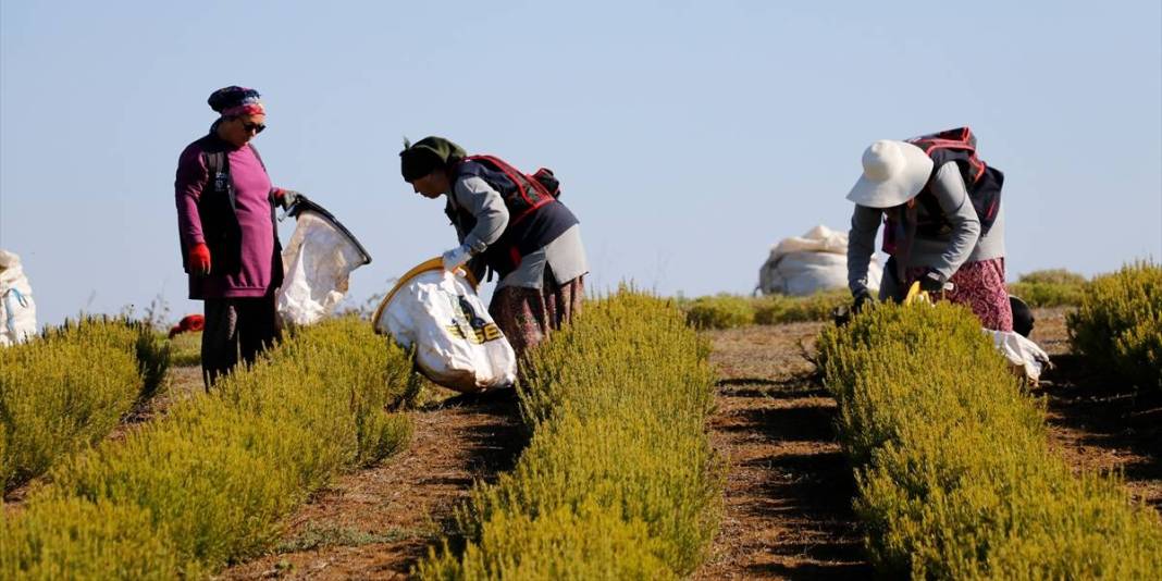 Susuzluğa direndi, verimiyle şaşırttı! Kocaeli’nde yeni sezon açıldı: Hasat ekonomiye can veriyor! 1
